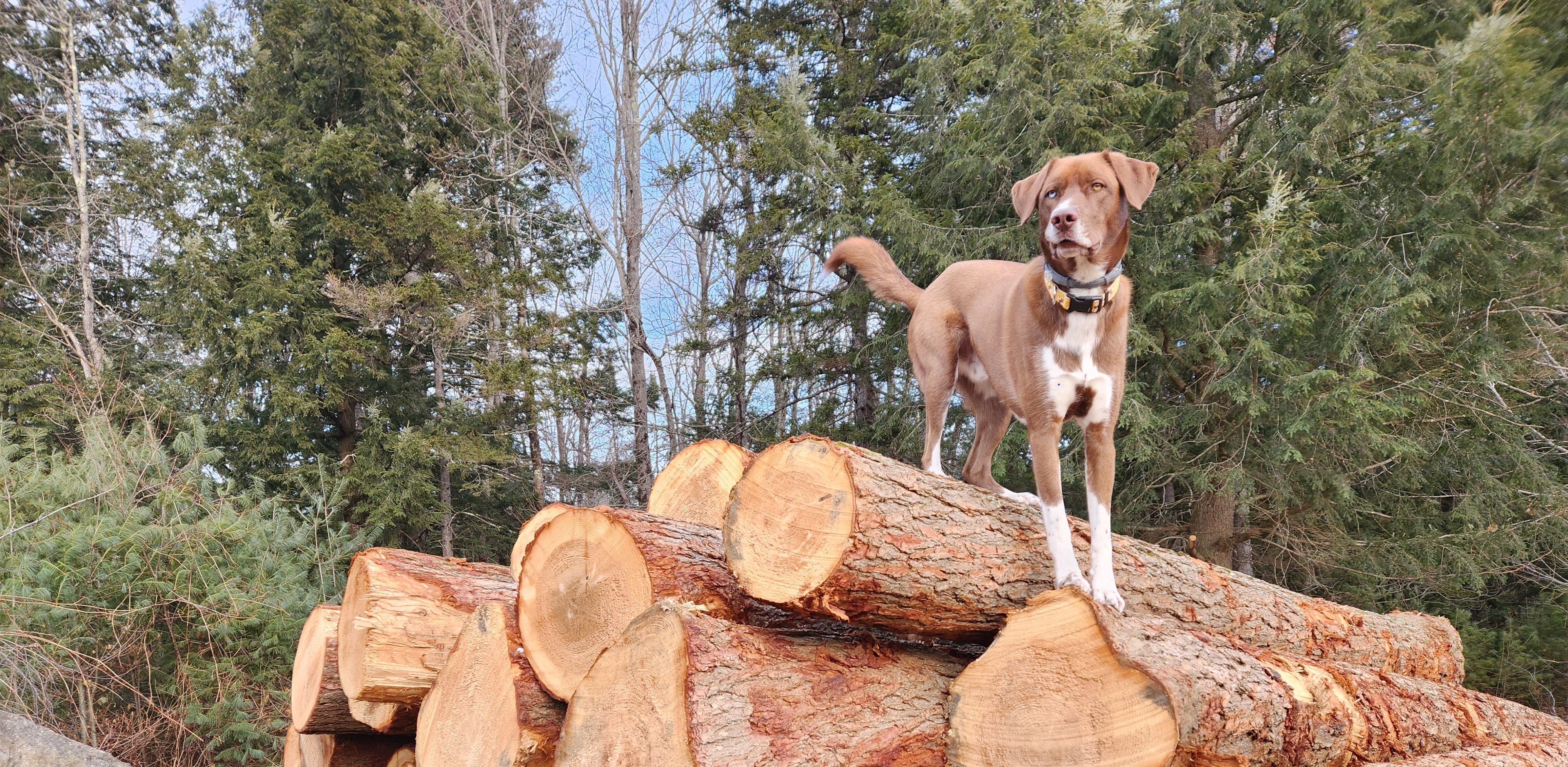Woodside Woodworks Sawmill